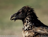 Vulture avatar