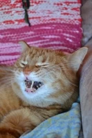 Päitsy avatar